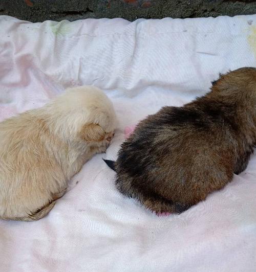 出生一个月小狗喂什么？（如何判断狗狗的健康状态？）