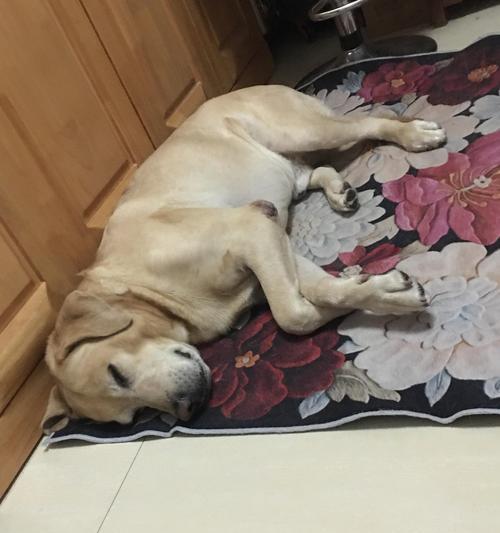 拉布拉多口臭问题的解决方法（如何让你的宠物变得清新自然？）