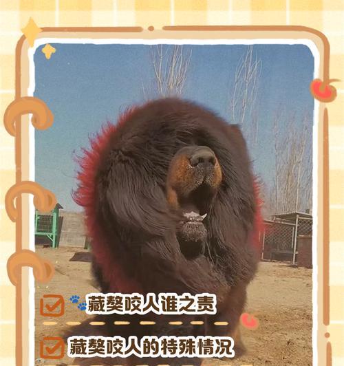 藏獒饲养指南（前十个月的必备知识，让你的藏獒健康成长）
