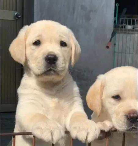 如何科学照顾不同时期的拉布拉多？（从幼犬到老犬，拉布拉多的护理之道！）