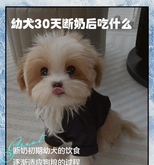 一个月大的小狗应该吃什么？（关于小狗的饮食，你需要知道的一切）