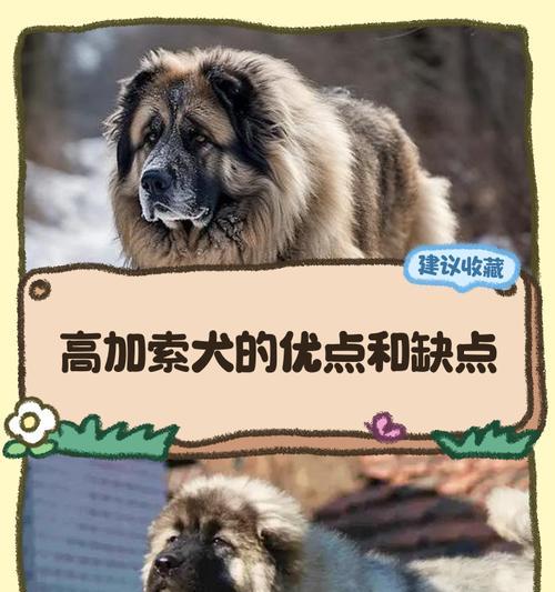 藏獒与高加索犬（比较两种宠物的特点和优劣）