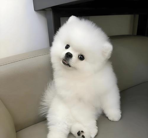 如何科学喂养博美幼犬（博美幼犬狗粮怎么吃？）