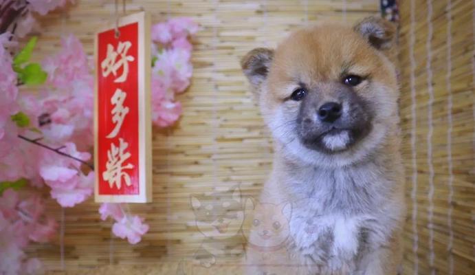 如何训练你的柴犬？（掌握这些方法，让你的柴犬听你的话）