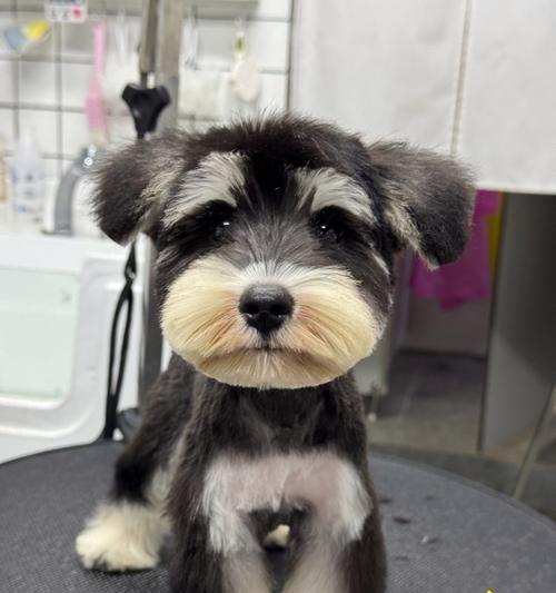 如何训练雪纳瑞站立（详细步骤教你让你的雪纳瑞站起来）