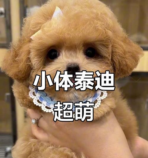 三个月泰迪是否适合吃蛋黄？（解析泰迪犬吃蛋黄的利弊及注意事项）