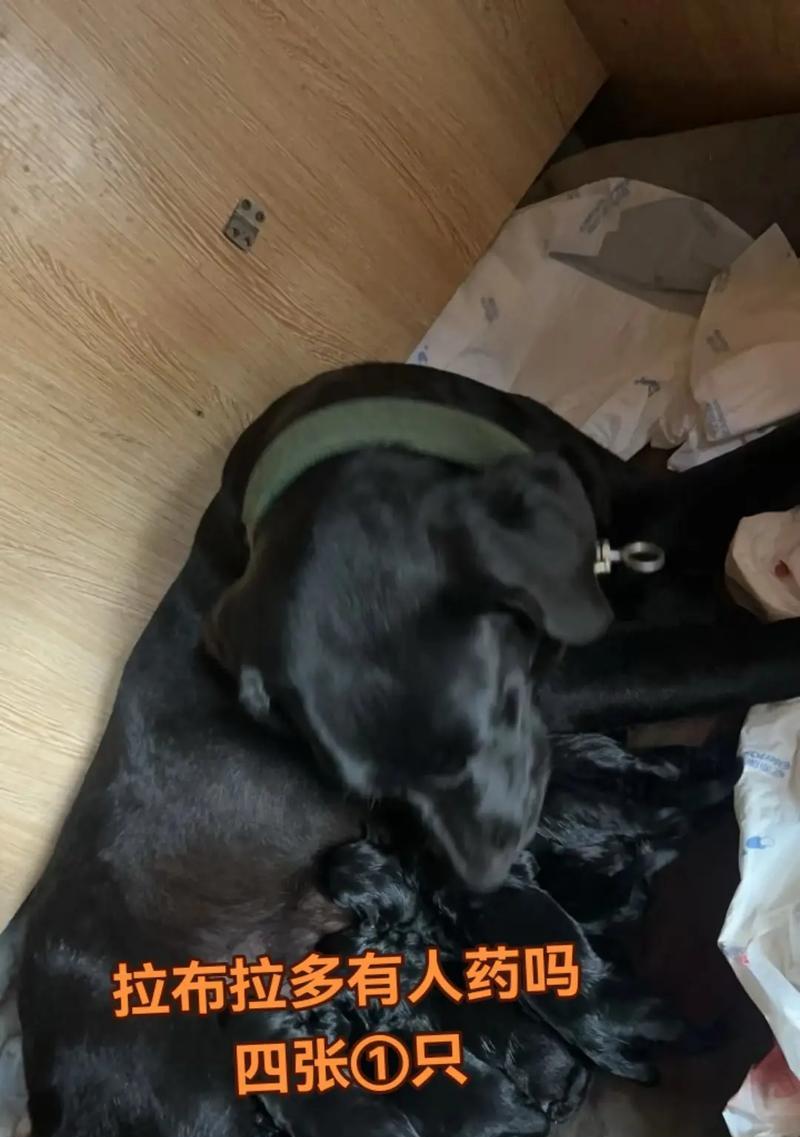 拉布拉多和泰迪的狗狗睡觉习惯（探究拉布拉多与泰迪混血犬的睡眠习惯和特点）