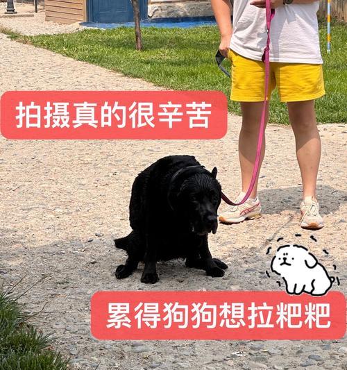 五个月大拉布拉多憋不住尿的解决方法（如何帮助你的宠物克服小便问题）