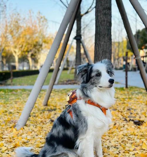 边境牧羊犬的成长与寿命（探究以边境牧羊犬能长多大，给爱宠更好的照顾）