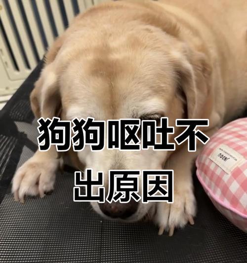 拉布拉多犬上火该如何解决？（为宠物降温的有效措施）