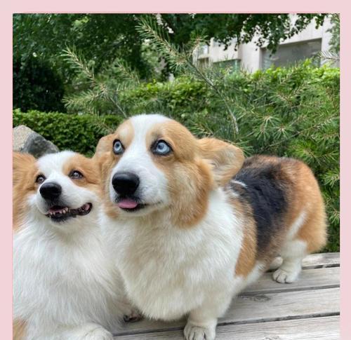 养柯基犬的必备知识（了解柯基的性格、饮食、训练和护理）