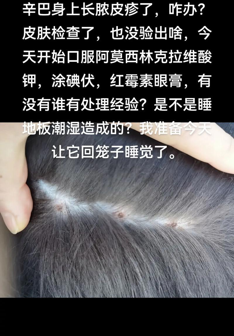 边境牧羊犬皮肤病的预防与治疗（宠物的健康需要我们的关注）