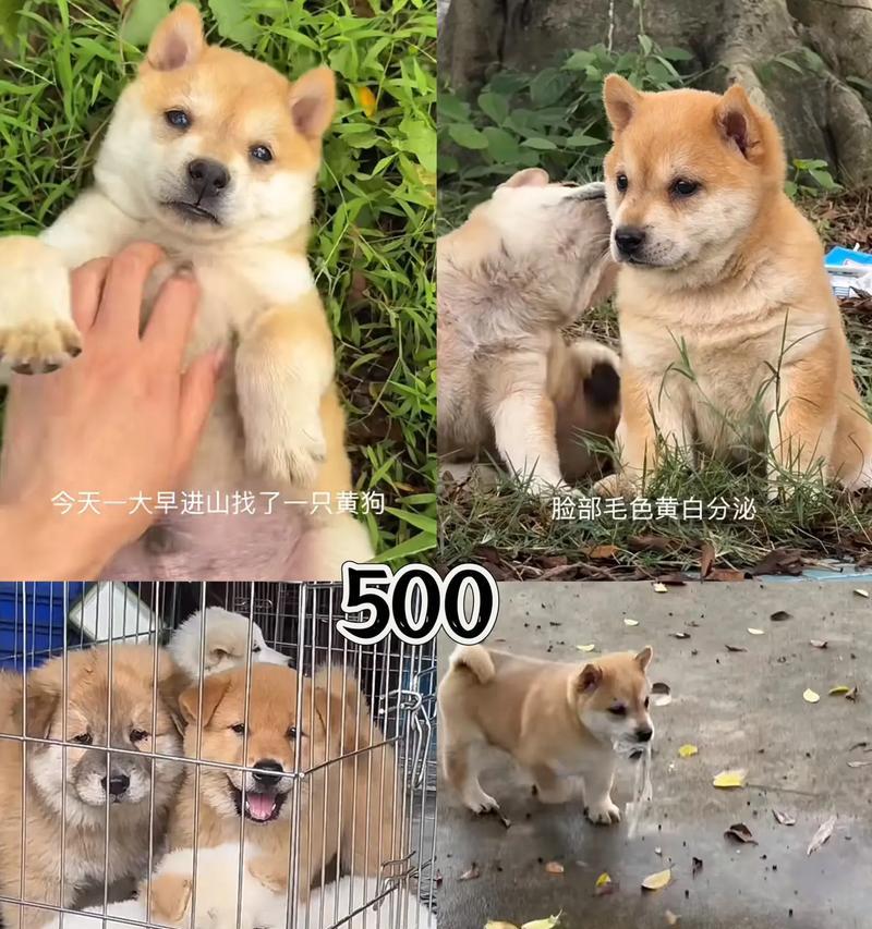如何为2个月大的小狗定制营养饮食（每顿饭要吃多少？关注小狗健康的细节）