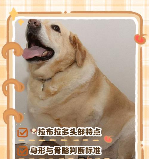 拉布拉多长眉毛的原因（探究拉布拉多独特的眉毛结构和生理特征）