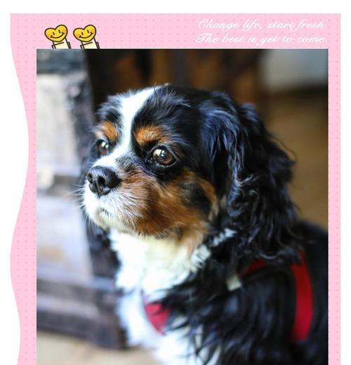 骑士查理王小猎犬的饲养方法（做一个负责任的宠物主人，照顾好你的骑士查理王小猎犬）