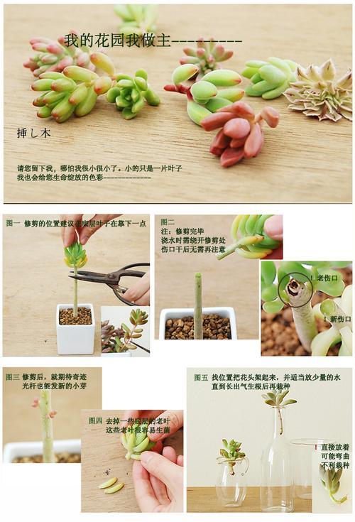 秦岭鼢鼠的饲养方法（做好鼢鼠的饲养，让它们健康成长）