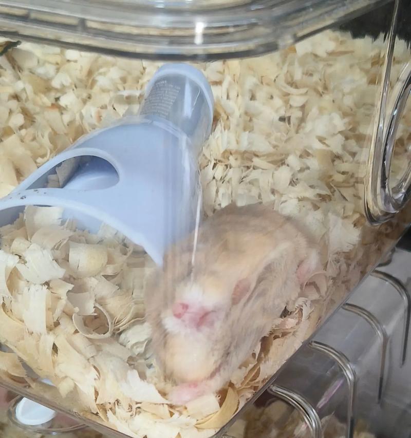 地鼠的饲养方法（让你的地鼠健康快乐成长）