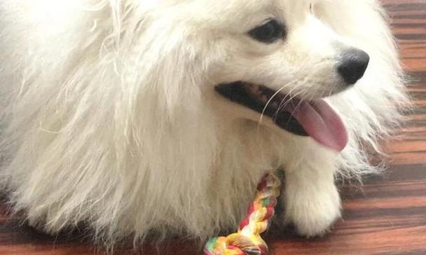 如何科学饲养银狐犬？（了解银狐犬的特点，打造健康快乐的宠物生活）