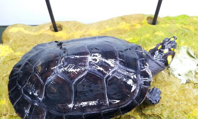 红腹短颈龟饲养方法详解（打造温馨宠物家园，轻松养护红腹短颈龟）