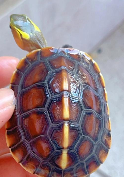 黄腹滑龟的饲养方法（营造宜居环境、科学饲养、健康成长）