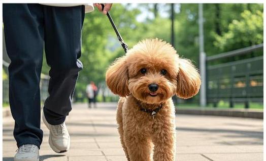 如何正确给泰迪犬梳毛与洗澡（掌握泰迪的美容技巧，使其毛发更加健康亮丽）