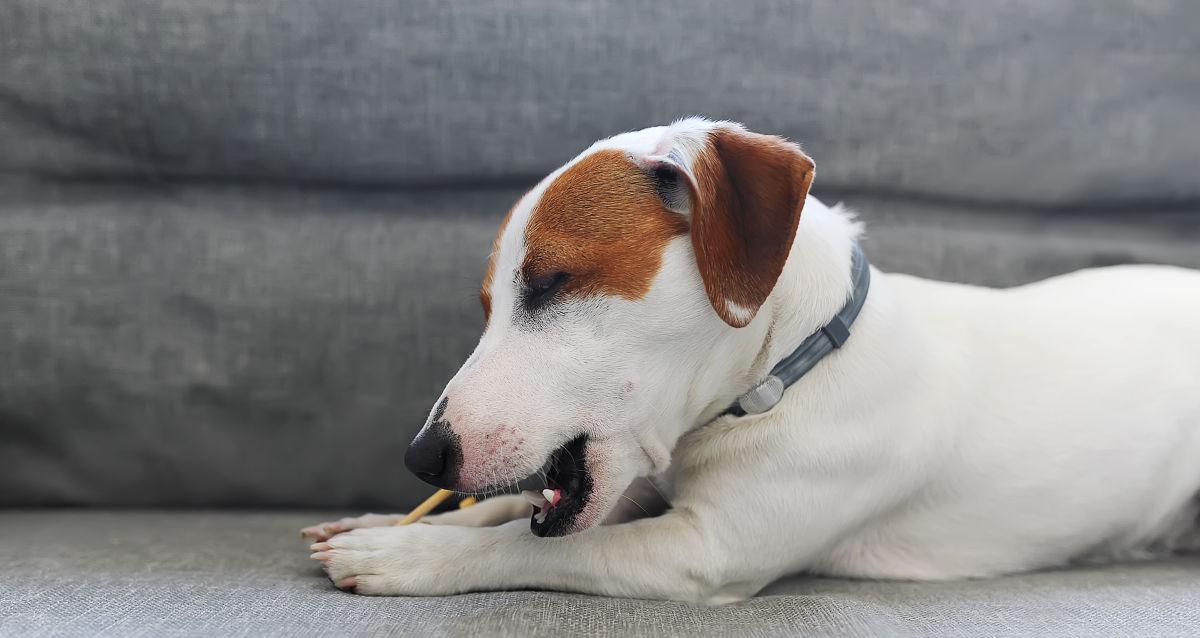 幼犬误食树枝后的处理方法（宠物养护知识分享｜幼犬误食树枝，应该怎么办？）