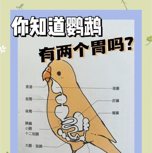 鹦鹉的喂养方法（以小鹦鹉吃什么食？）