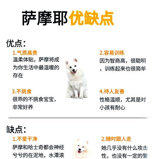 探秘萨摩耶的肚子（了解萨摩耶肚子的特征与健康状况，让你更了解你的毛茸宝贝）