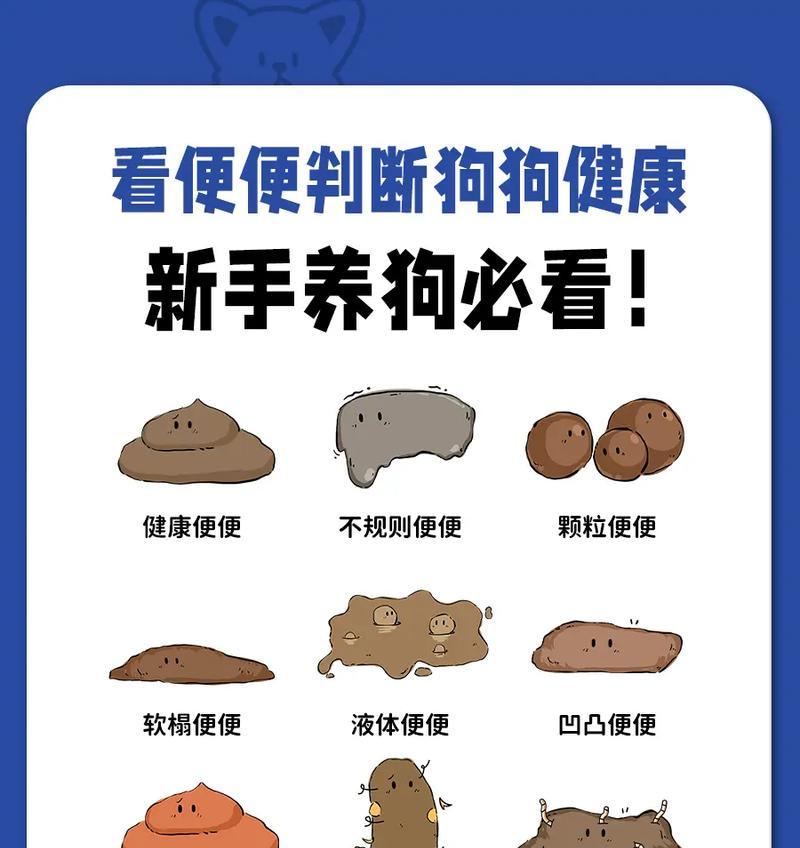 茶杯犬的排便频率（揭秘茶杯犬的排便规律及原因分析）