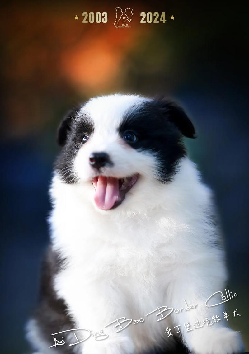 3000块钱的边牧犬,值得购买吗?(价格亲民,品质优秀的宠物选择)