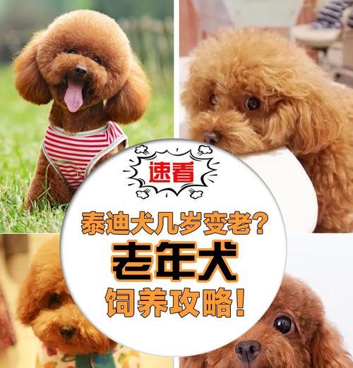 如何训练泰迪幼犬拉水（让你的泰迪幼犬成为良好的拉水伴侣）