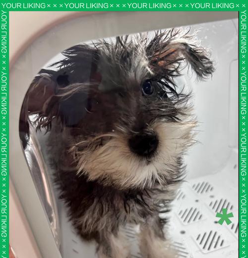 幼犬新家刚到时不能洗澡的清洁方法（如何保持幼犬清洁与舒适）