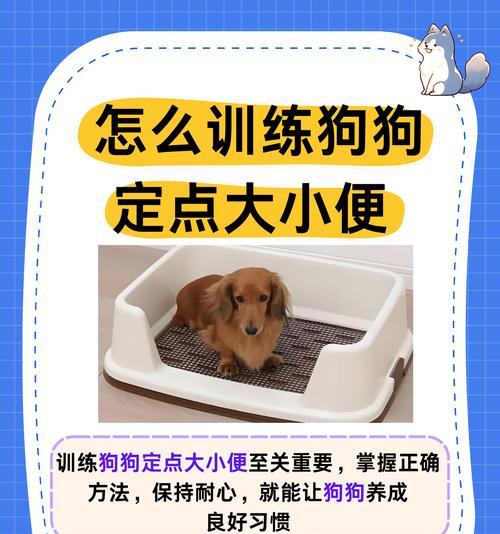 培养听话技巧，让狗狗变得顺从（掌握关键技巧，让狗狗轻松听从主人）