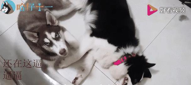 资深铲屎官总结（让你成为哈士奇的理想主人，）