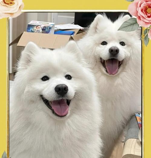 解决萨摩耶毛打结的技巧（如何避免和处理萨摩耶毛打结问题）