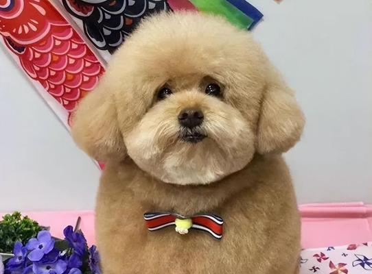 泰迪犬养起来好吗？（从性格到护理，泰迪犬的特点一网打尽）