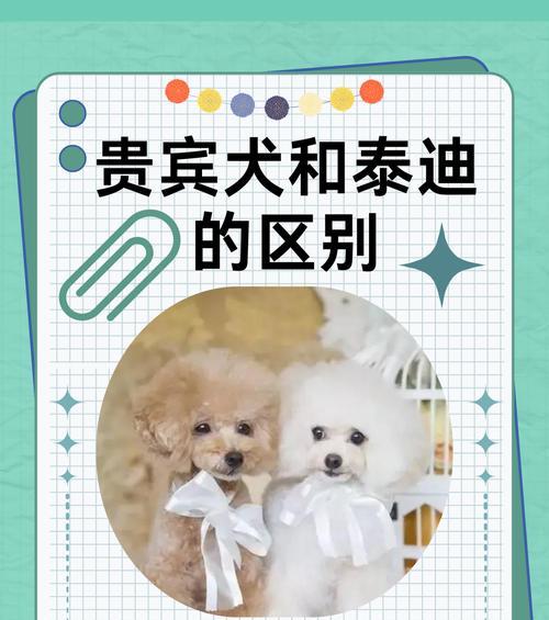 探索贵宾犬的多样性（贵宾犬的种类和特点）