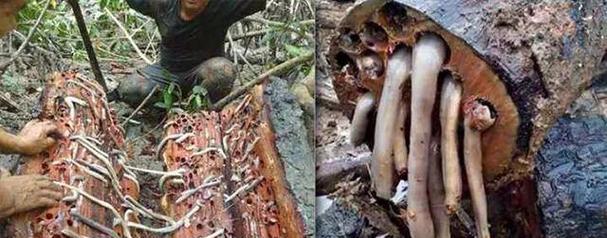 救救那只长蛆的藏獒（应对藏獒长蛆的方法与注意事项）