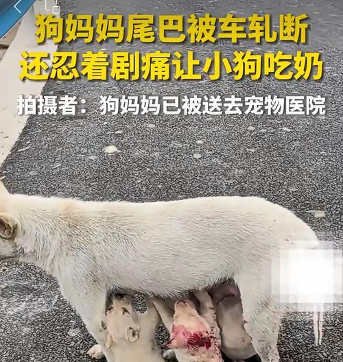 狗可以吃辣吗？辣食对狗的影响（了解狗狗是否适合食用辣食及对其健康的影响）