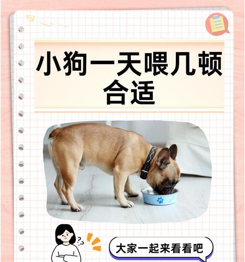 如何科学喂养泰迪狗（为泰迪狗提供健康饮食）