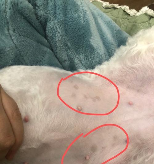 如何判断比熊犬生病了？（掌握比熊犬的健康指标，及时判断其生病情况）