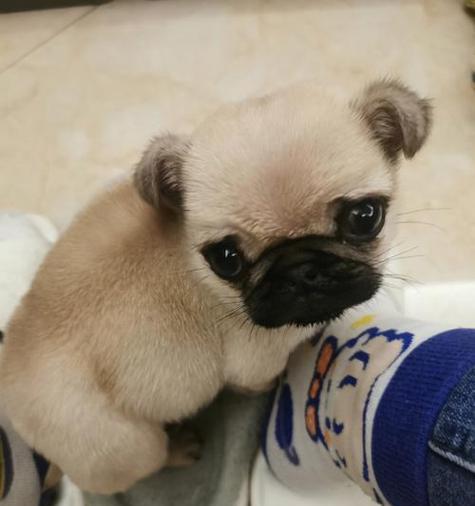 八哥犬爱干净之秘密揭示（探究八哥犬为何对清洁如此执着）