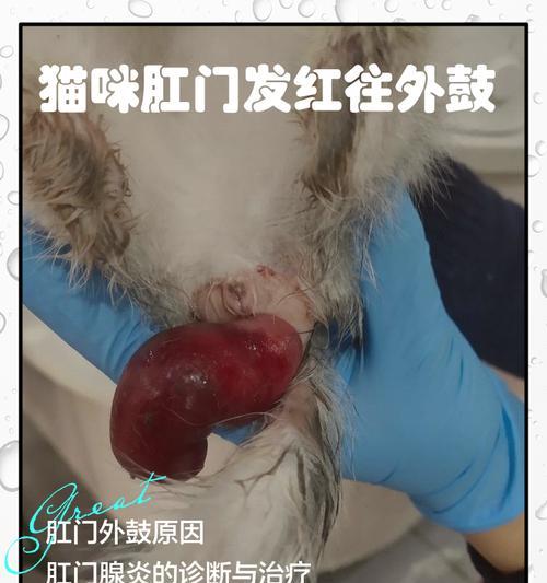 猫脱肛如何处理（掌握正确方法，及时处理猫脱肛问题）