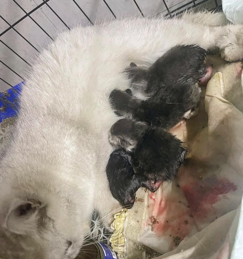 新生小猫害怕的事情（探索新环境时的小猫心理变化）