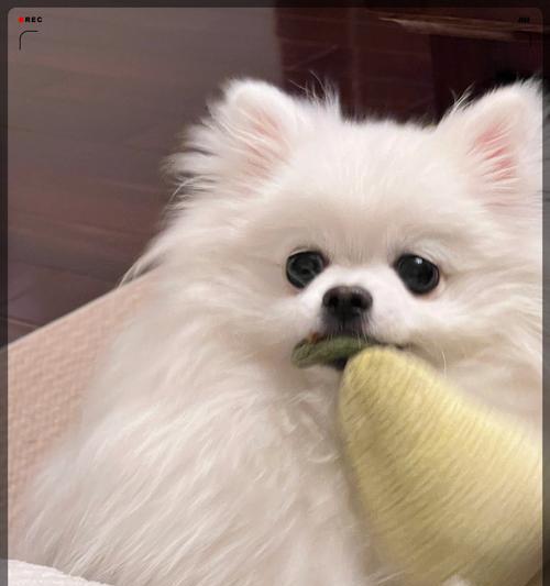 小狗的凶性（探索小狗长大凶的原因和预防方法）