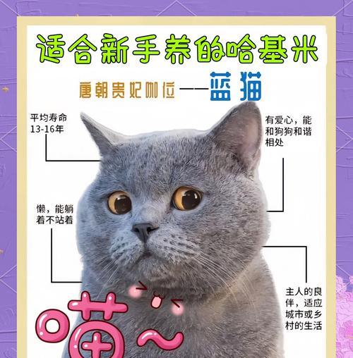 三个月大的蓝猫为什么不叫？（探究蓝猫不叫的原因及解决方法）