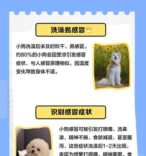 如何正确给金毛洗澡并有效吹干（金毛洗澡的步骤和技巧，快速吹干的方法分享）