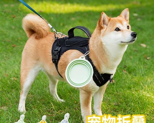 科学喂养泰迪幼犬的饮水方法（让泰迪宝宝健康成长的关键）