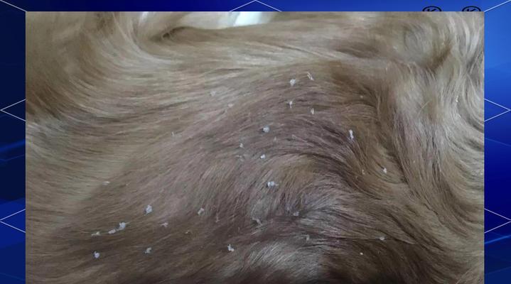 幼犬长皮屑的原因及解决方法（幼犬长皮屑的常见原因和有效的治疗方式）