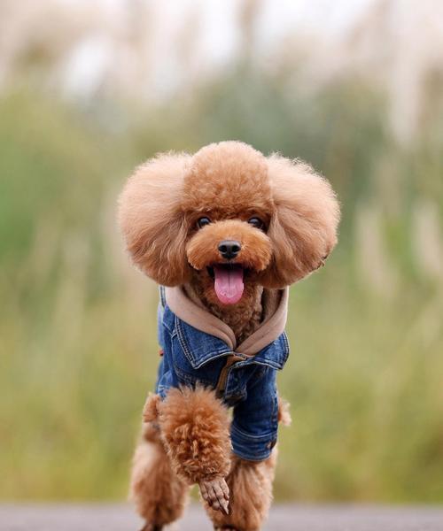 贵宾犬抑郁的原因及应对方法（探究贵宾犬抑郁的根源以及有效的治疗策略）